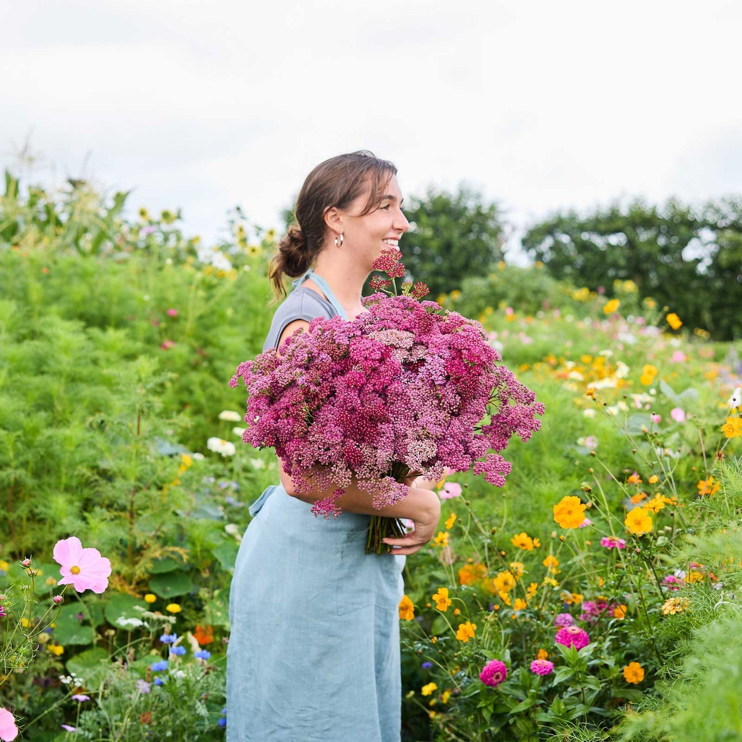 Person holding a large bouquet of purple flowers from the yarrow cherry crush bundle in a garden setting