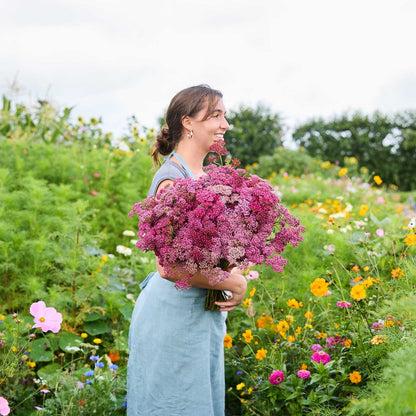 Person holding a large bouquet of purple flowers from the yarrow cherry crush bundle in a garden setting