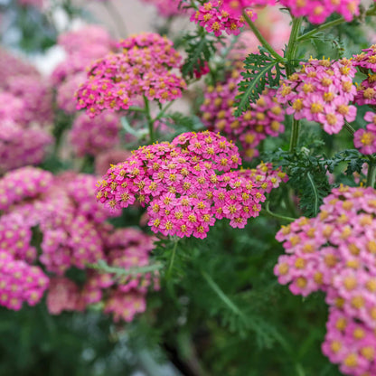 Three cerise queen yarrow flowers in full bloom with a shallow depth of field.