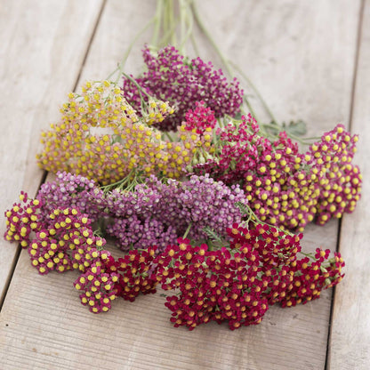 Bouquets of multicolored yarrow flowerburst red shades.flowers on a wooden surface