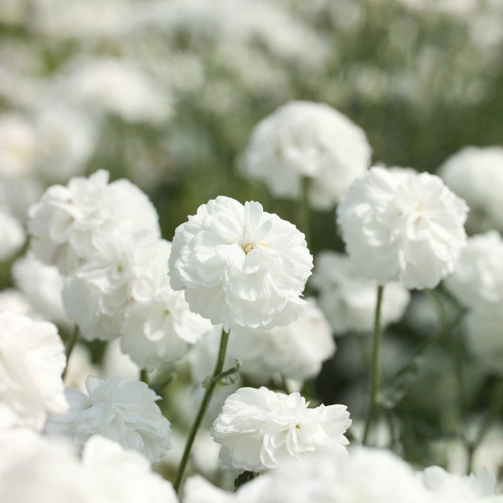 Marshmallow yarrow with fluffy white blooms and a soft close-up background.