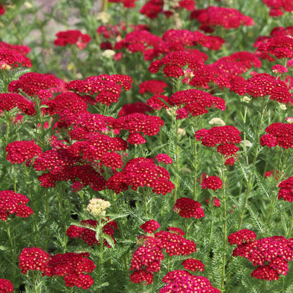 Close-up of red yarrow flowers with bright blossoms against a soft blurred background.