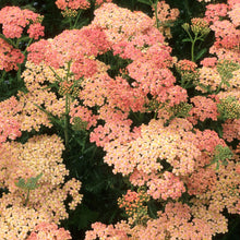 Yarrow salmon beauty with soft salmon-pink blooms against a blurred green background.