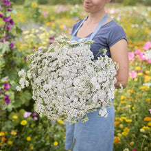 White yarrow bouquet held by a person with a soft outdoor background.