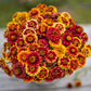 Colorful zinnia aztec mix flowers in red orange and yellow on a garden backdrop
