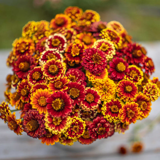 Colorful zinnia aztec mix flowers in red orange and yellow on a garden backdrop