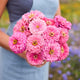 Zinnia Seeds - Benary's Giant Bright Pink