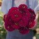 Zinnia Seeds - Benary's Giant Wine
