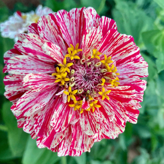 Close-up of colorful zinnia bon bon mix blooms in pink on a natural garden background