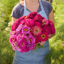 Person holding a bouquet of pink and purple flowers from the zinnia benary lilac and scarlet bundle in a garden setting