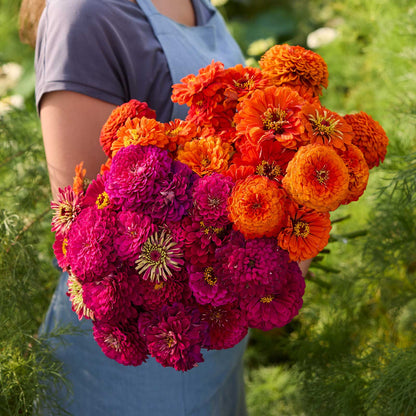 Person holding a bouquet of orange and purple flowers from the zinnia benary orange and wine bundle in a garden setting