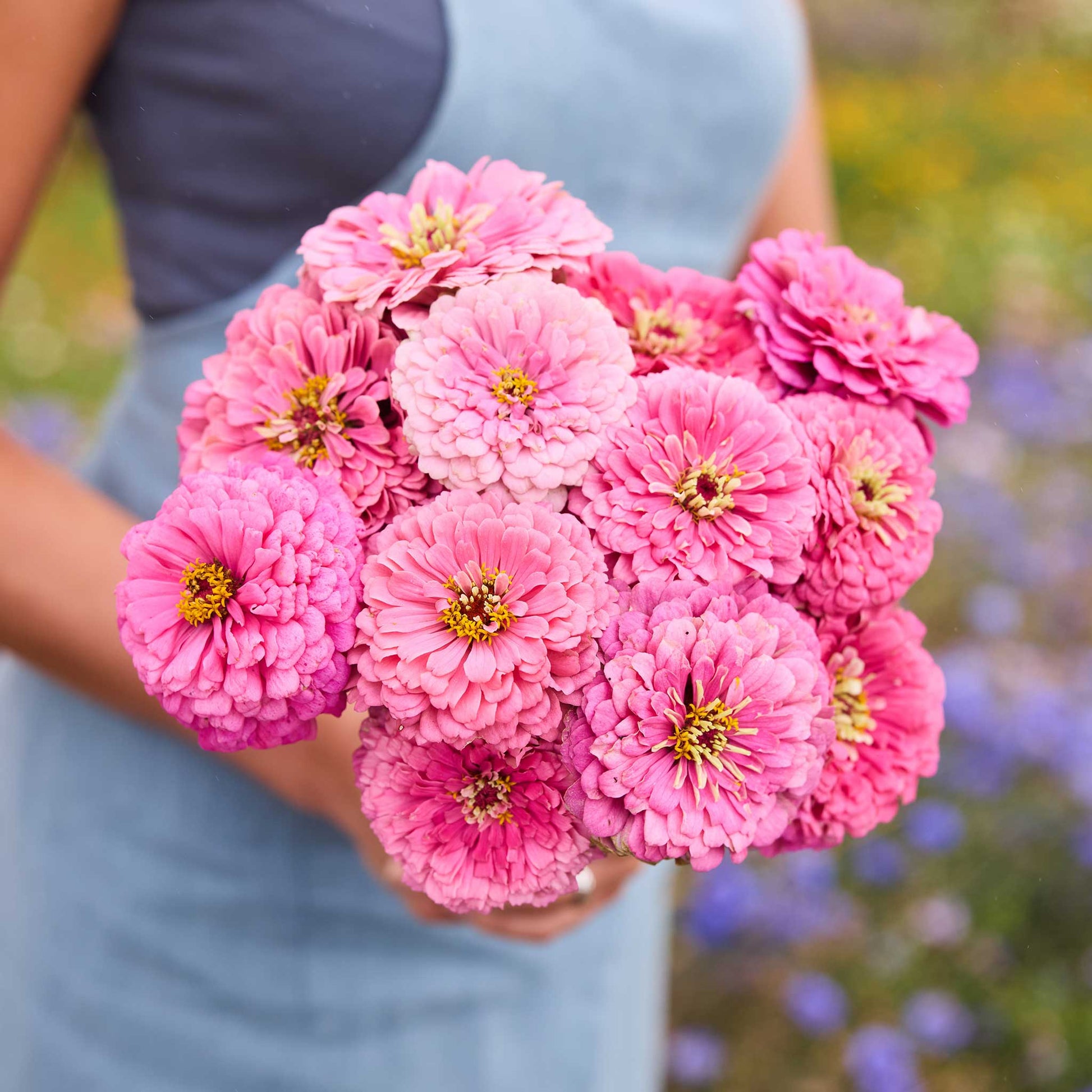 Person holding a bouquet of pink flowers from the zinnia benary giant passion bundle in a garden setting