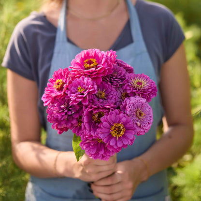 Person holding a bouquet of purple flowers from the zinnia benary giant passion bundle in a garden setting