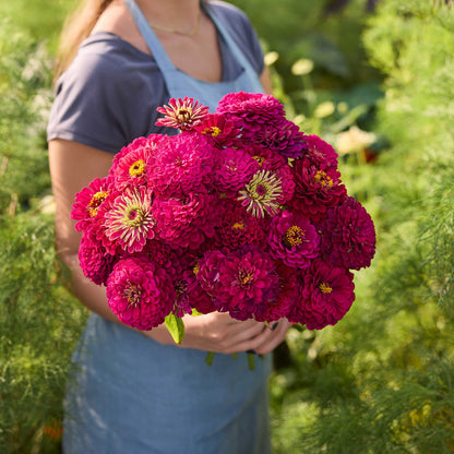 Person holding a bouquet of red flowers from the zinnia benary giant passion bundle in a garden setting