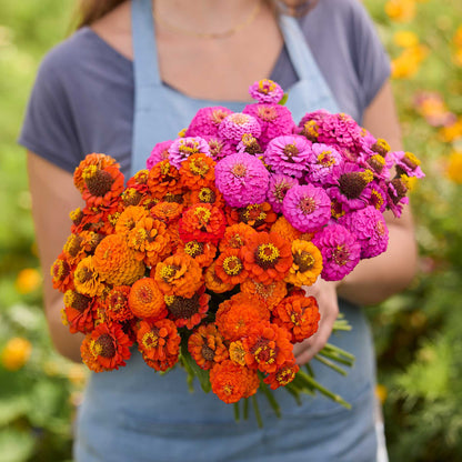 Person holding a bouquet of flowers from the zinnia lilliput orange and purple bundle in a garden setting