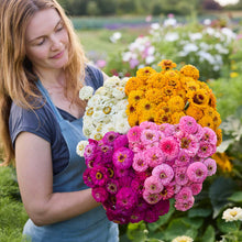 Person holding a bouquet of colorful flowers from the zinnia oklahoma series bundle in a natural setting
