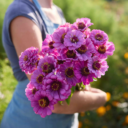 Person holding a bouquet of purple flowers from the zinnia packs a punch bundle in a garden setting