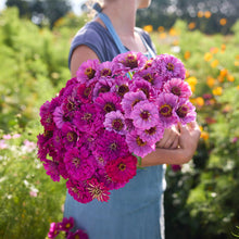 Person holding a bouquet of flowers from the zinnia purple dreams bundle in a garden setting