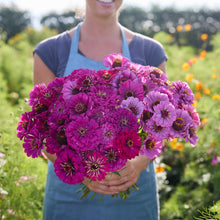 Person holding a bouquet of flowers from the zinnia purple dreams bundle in a garden setting