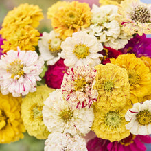 Pink and white striped zinnia candy stripe blooms on a natural green background