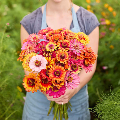 A person holding a bouquet of carrousel mixed Zinnia flowers in a field.