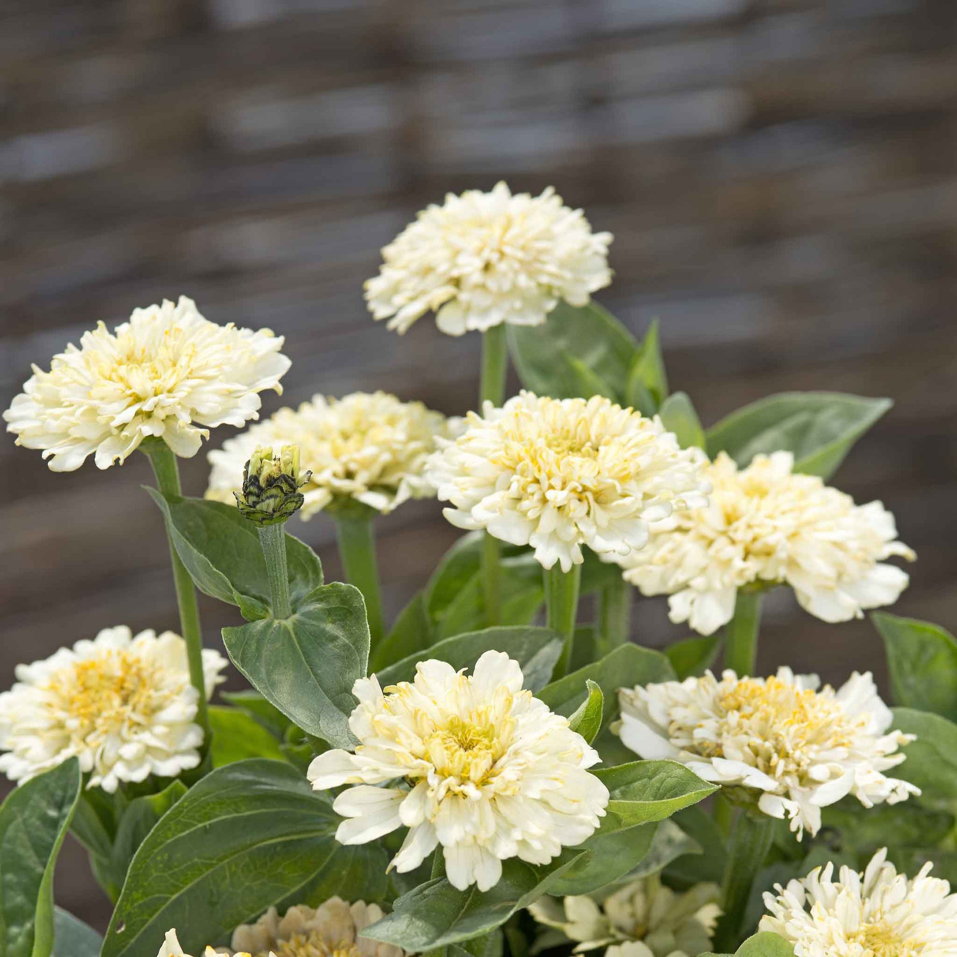 Close-up of a fully double, cresto cream Zinnia flower with creamy white and soft yellow petals.