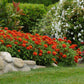 Close-up of zinnia zahara fire double flowers in bold red on a natural garden backdrop