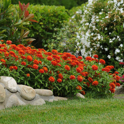 Close-up of zinnia zahara fire double flowers in bold red on a natural garden backdrop