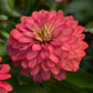 Soft salmon pink zinnia zahara salmon double blooms on a natural garden backdrop