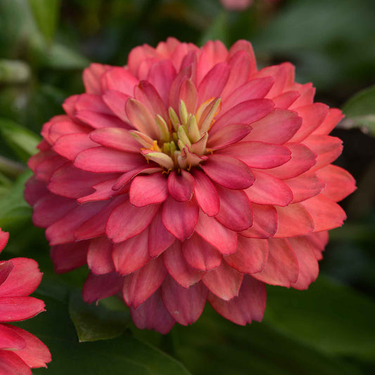 Soft salmon pink zinnia zahara salmon double blooms on a natural garden backdrop