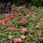 Close-up of double-flowered zinnia zahara salmon in soft pink on a garden backdrop