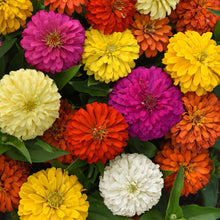 Colorful zinnia elegant full mix flowers including yellow, pink, orange, and white.