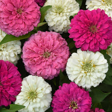Close-up of pink and white zinnia elegant soft mix flowers with green leaves