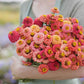 Close-up of salmon-colored zinnia lilliput salmon on a natural green garden backdrop