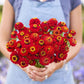 Vibrant red zinnia lilliput scarlet blooms in close-up on a natural garden backdrop