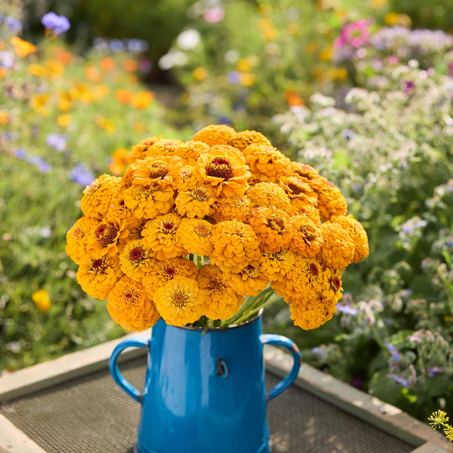 A  bouquet of golden zinnia oklahoma golden yellow flowers in a blue vase in a garden setting.