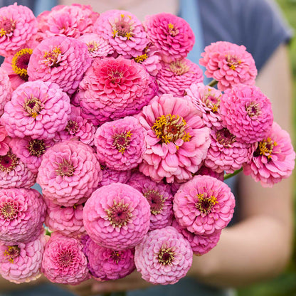 A close up of a bouquet of pink Zinnia Oklahoma Pink flowers in a garden setting.