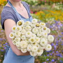 A person holding a bouquet of white Zinnia Oklahoma White flowers in a garden setting.