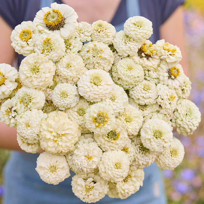 A close up of a person holding a bouquet of white Zinnia Oklahoma White flowers in a garden setting.
