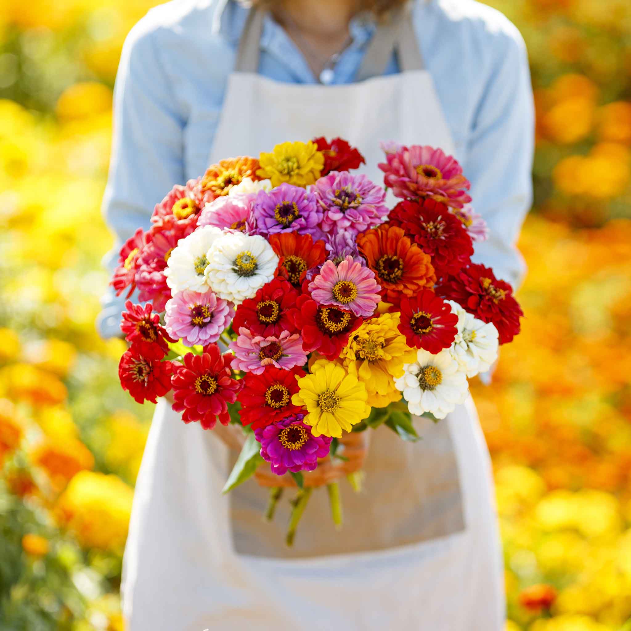 Colorful large organic zinnia california giants blooms on a natural garden backdrop