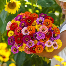 Vibrant large organic zinnia california giants flowers on a garden backdrop