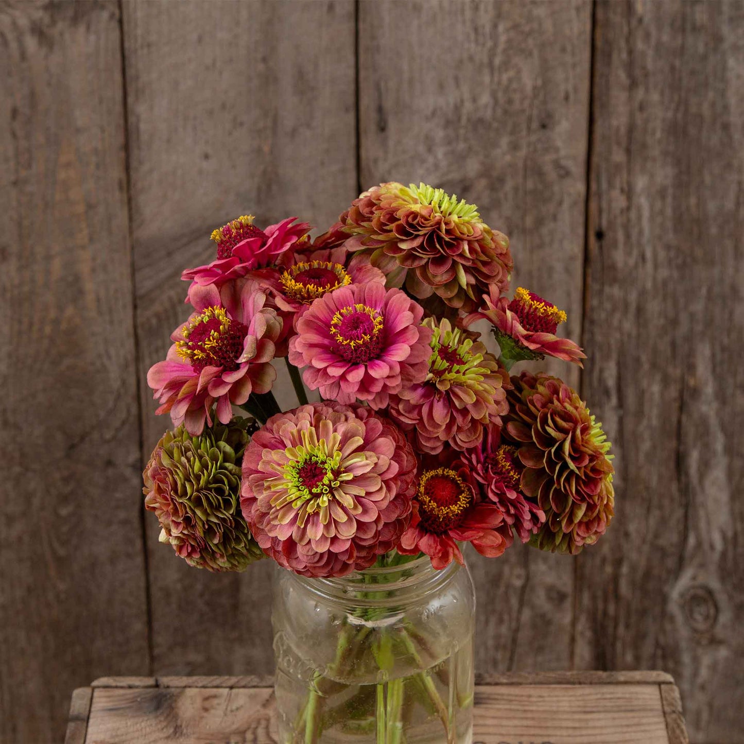 Fully bloomed zinnia organic queeny lime red flowers on a natural garden backdrop