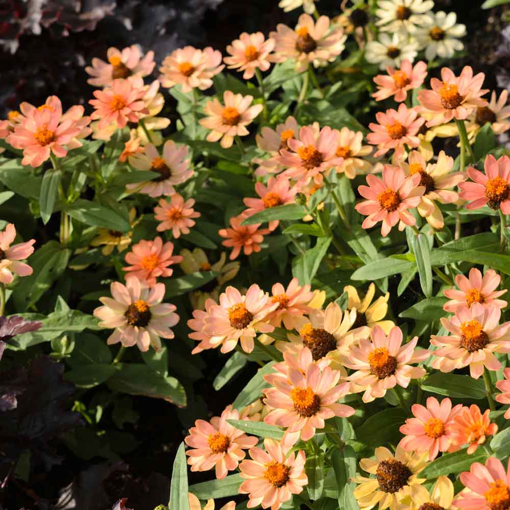 Vibrant apricot-colored zinnia profusion apricot flowers on a natural green backdrop