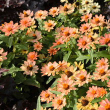 Vibrant apricot-colored zinnia profusion apricot flowers on a natural green backdrop