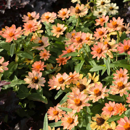 Vibrant apricot-colored zinnia profusion apricot flowers on a natural green backdrop