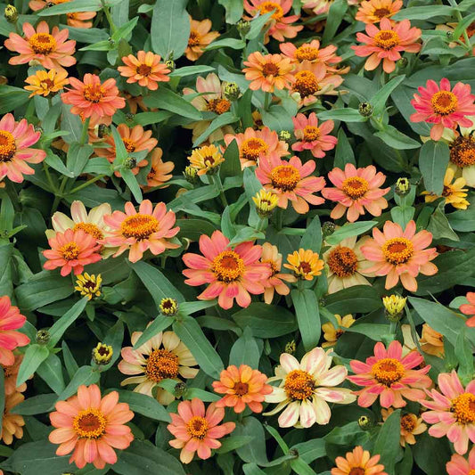 Close-up of apricot-colored zinnia profusion apricot flowers on a garden backdrop