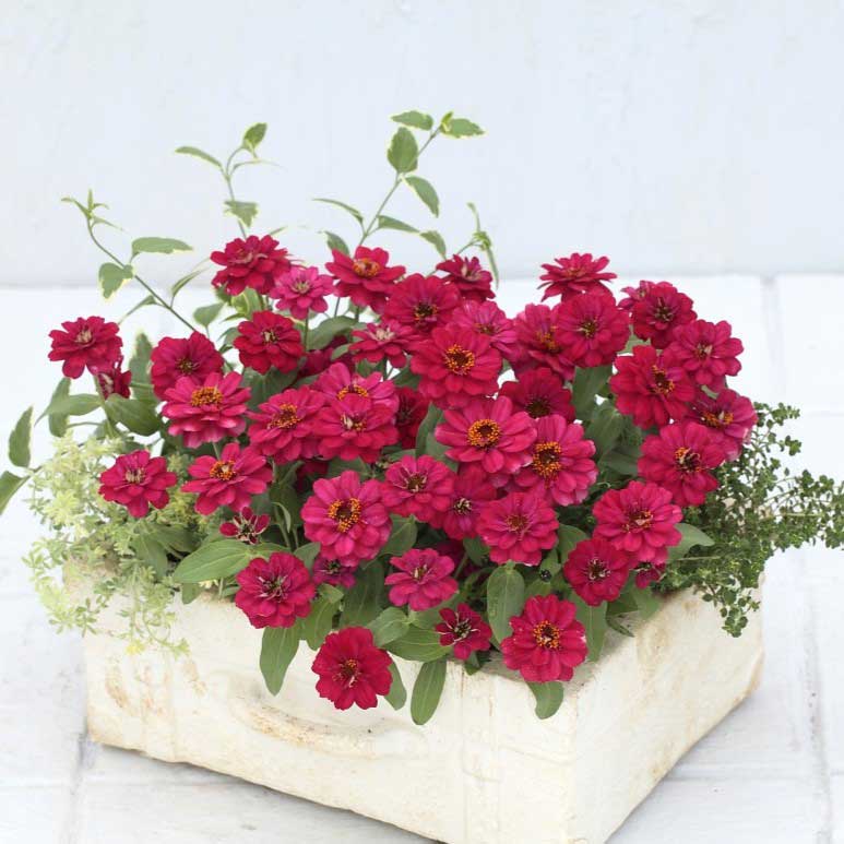 Deep cherry red zinnia profusion double hot cherry flowers on a garden backdrop