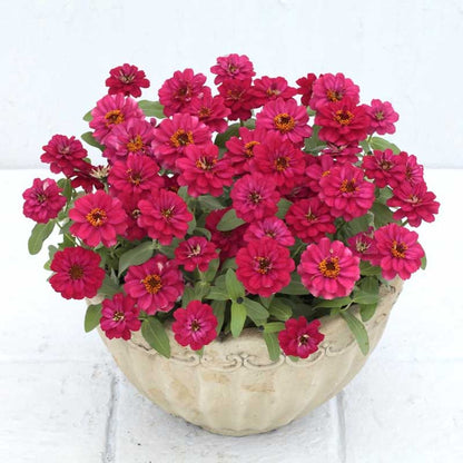 Vibrant double-layered zinnia profusion double hot cherry on a garden backdrop