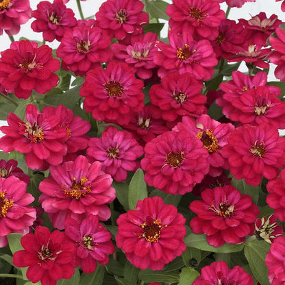 Vibrant deep cherry zinnia profusion double hot cherry blooms on a garden backdrop