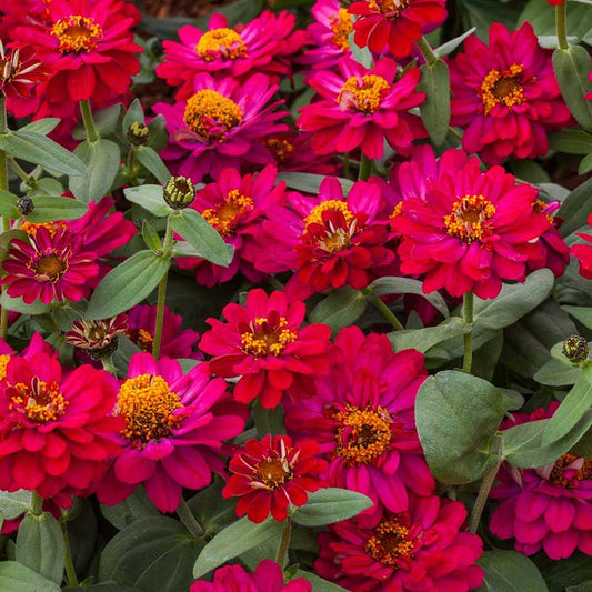 Cluster of hot cherry zinnia profusion double hot cherry on a garden backdrop